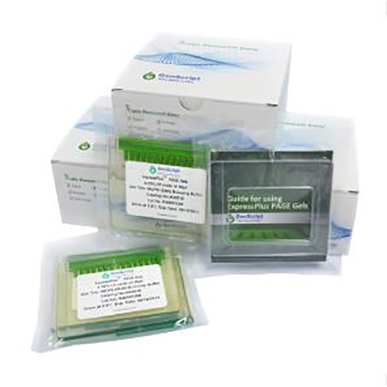 Genscript Genscript 金斯瑞 10% 15孔蛋白预制胶，ExpressPlus PAGE Gel,10×8 10片/盒 10片/盒