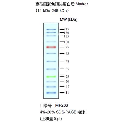 天根 天根 MP206，宽范围彩色蛋白质Marker100ul 20次 20次