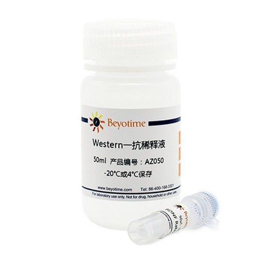 碧云天 碧云天 碧云天 NF-kB p65 Rabbit Monoclonal Antibody 50ul 50ul