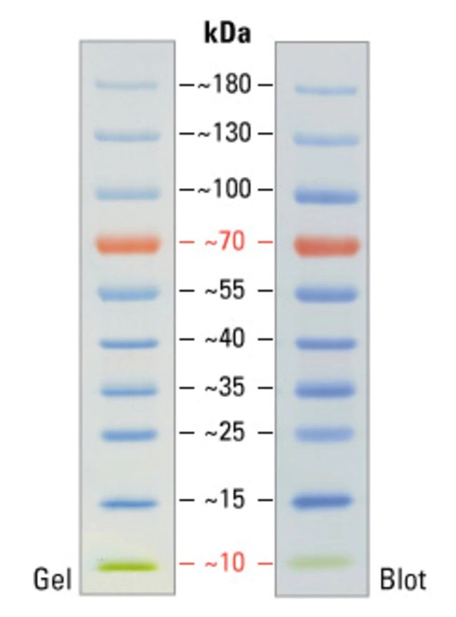 Thermo Thermo Thermo 彩色预染蛋白Marker10-180KD（26616为2*250ul） 支 支